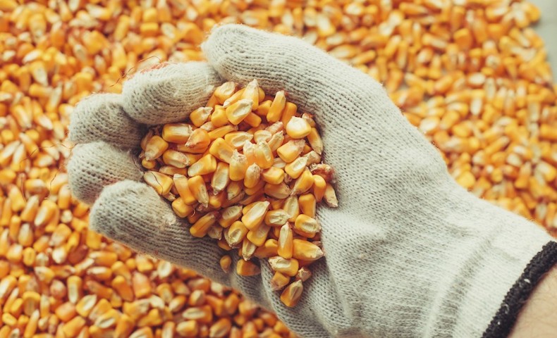 Handful of harvested corn kernels