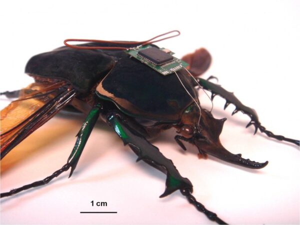DARPA-Hydrogel-was-injected-into-the-nerve-structures-of-a-beetle-to-make-it-controllable-via-a-radio