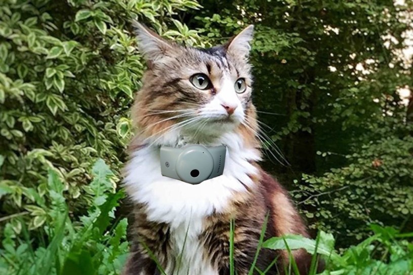 collier-gps-chat-weenect-1030x685