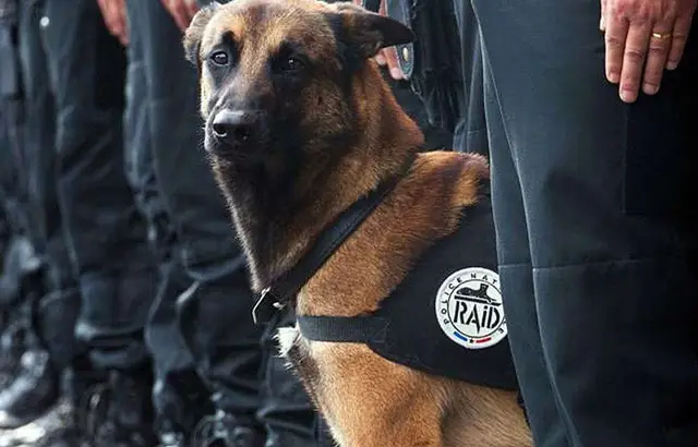 640x410_chien-raid-diesel-mort-18-novembre-2015-lors-assaut-antiterroriste-saint-denis