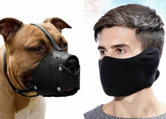 Rex le chien et le Véran belge