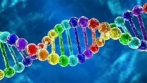Nouvelles découvertes sur notre ADN !