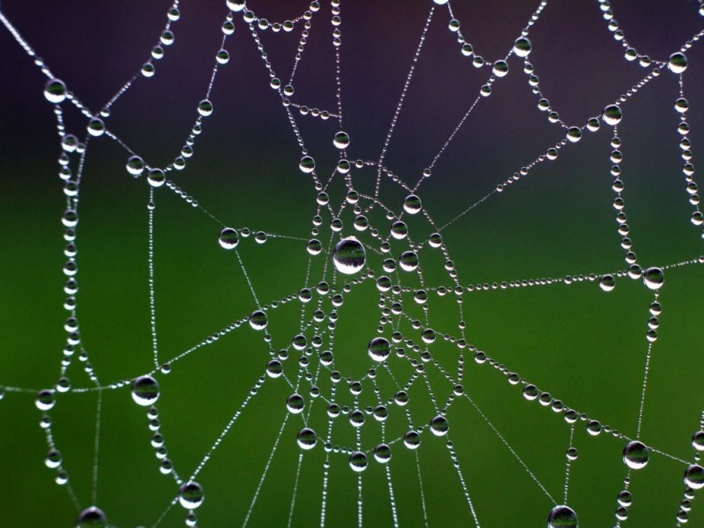 Douchées au carbone, des araignées fabriquent une soie encore plus résistante
